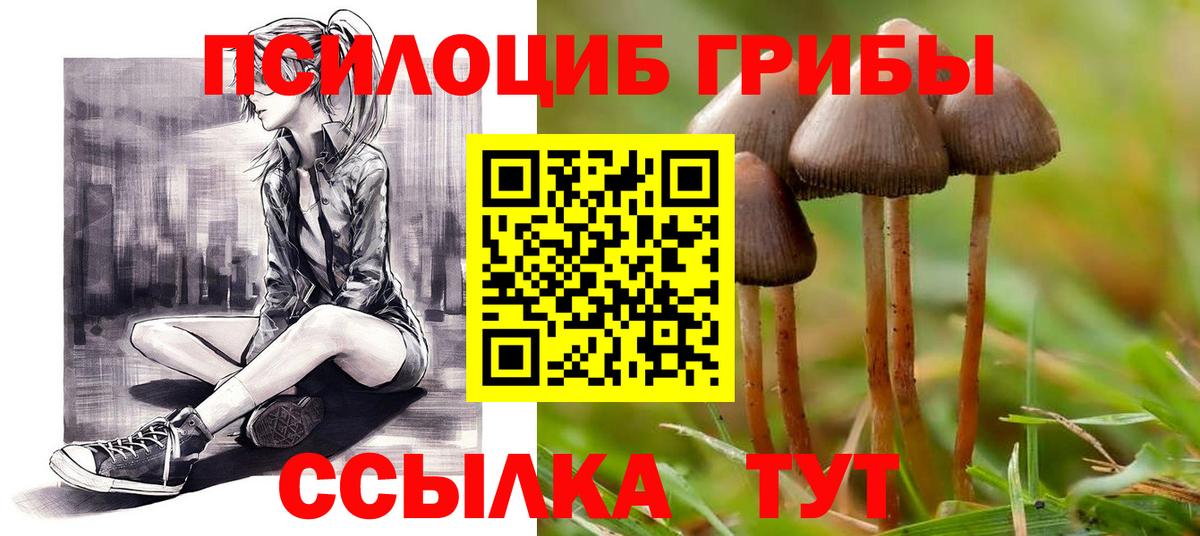 Галлюциногенные грибы Psilocybine cubensis  что такое   Псилоцибиновые грибы Psilocybine cubensis  Гатчина  Вход с VPN 